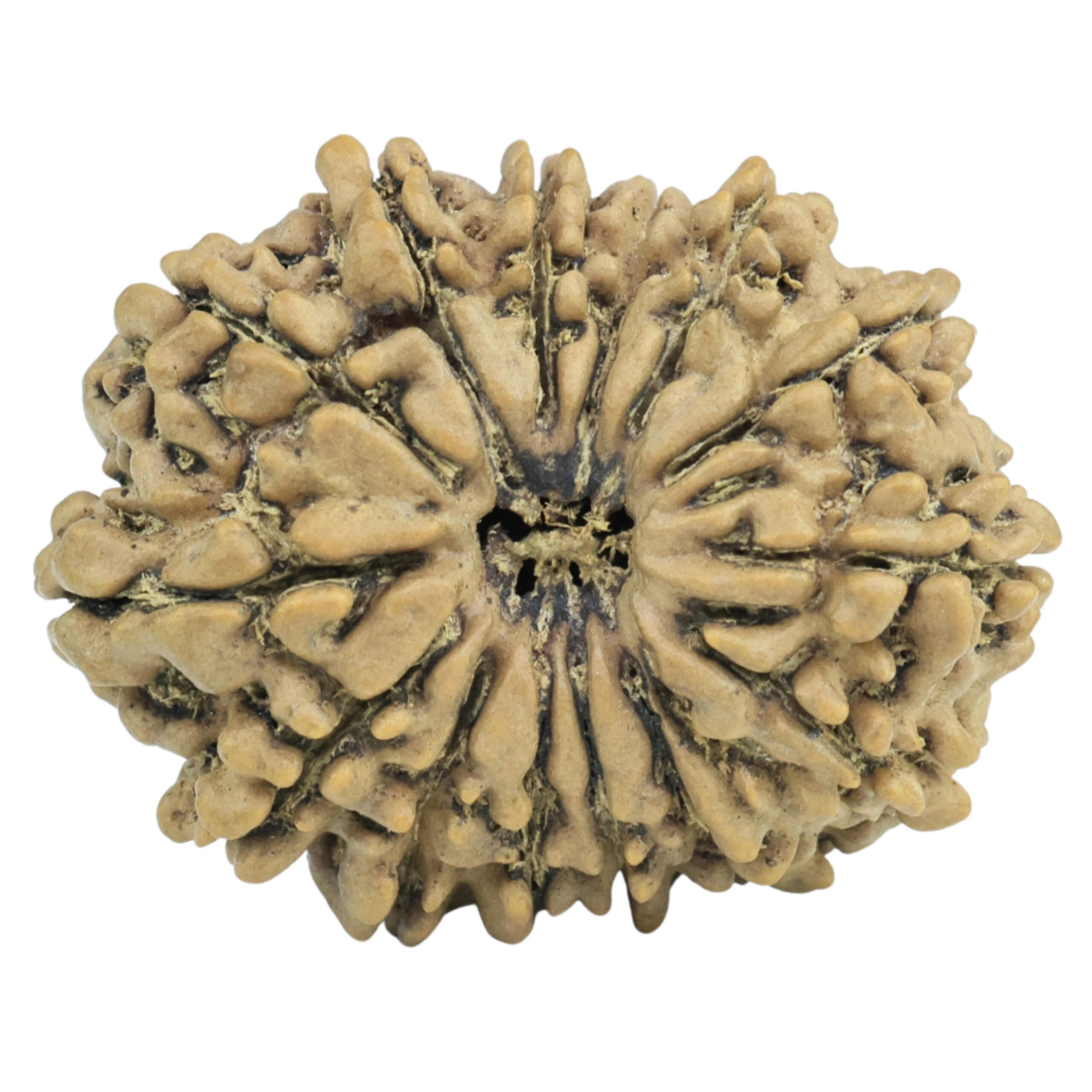 14 Mukhi Rudraksha 29.3mm 5gm - Origin: Nepal - Rudraksha