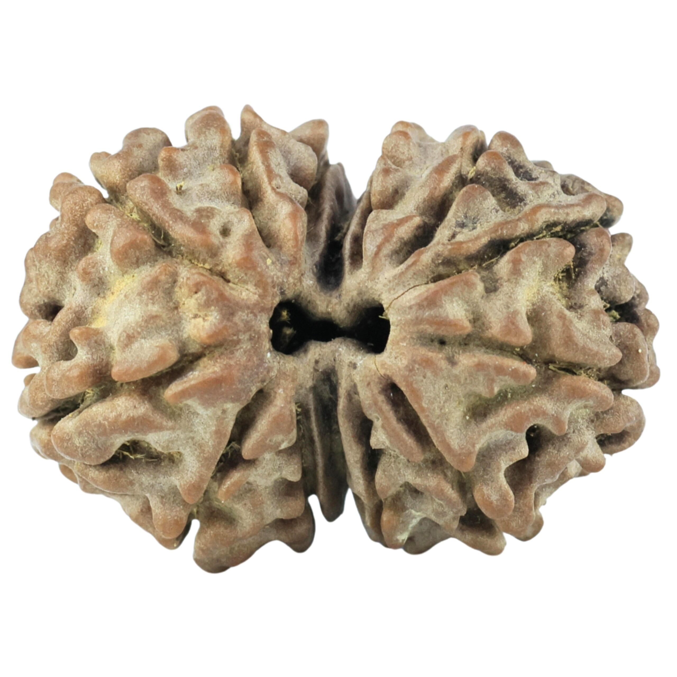 14 Mukhi Gaurishankar 21.4mm 2.26gm - Rudraksha