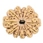 12 Mukhi Ganesh 37.9mm 10.17gm - Rudraksha