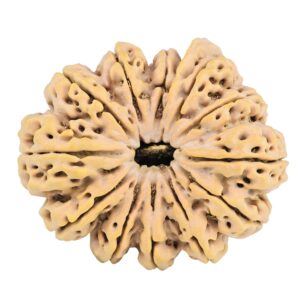 12 Mukhi Ganesh 37.9mm 10.17gm - Rudraksha