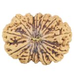 13 Mukhi Rudraksha 38.6mm 9.5gm - Rudraksha