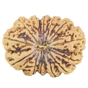 13 Mukhi Rudraksha 38.6mm 9.5gm - Rudraksha