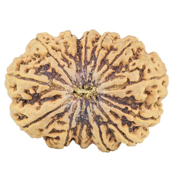 13 Mukhi Rudraksha 38.6mm 9.5gm - Rudraksha