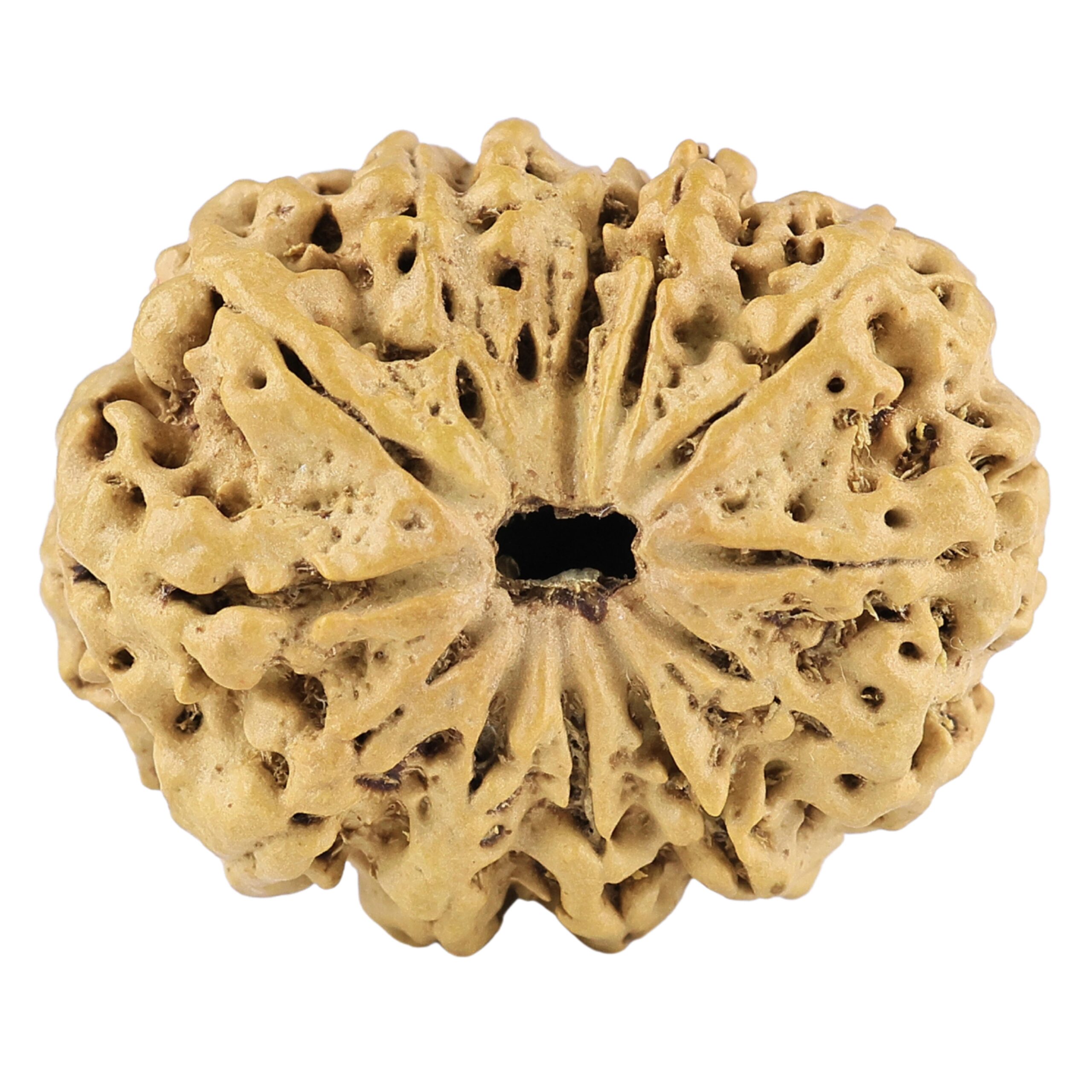 13 Mukhi Rudraksha 23mm 2gm - Rudraksha