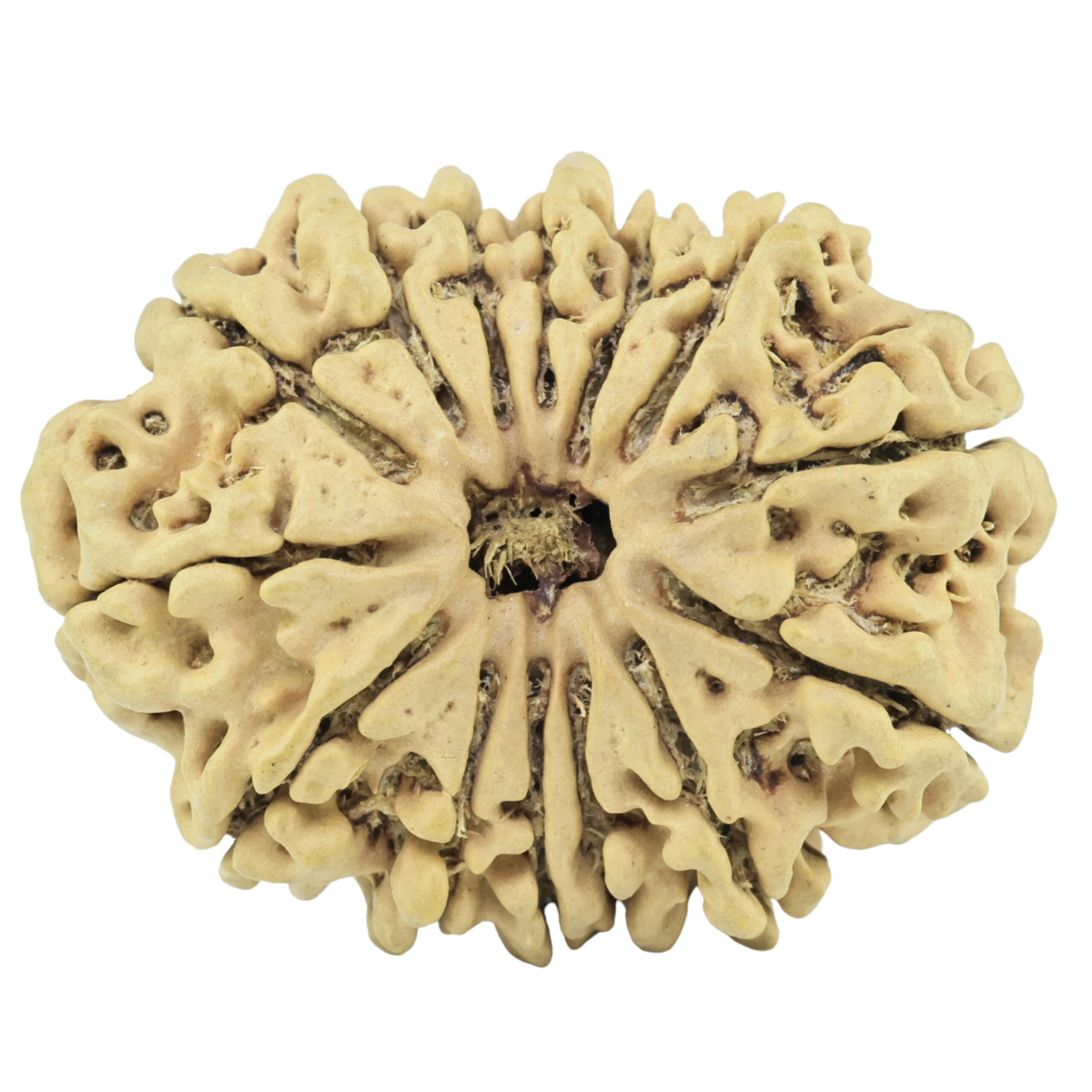 14 Mukhi Rudraksha 29.5mm 4.18gm - Rudraksha