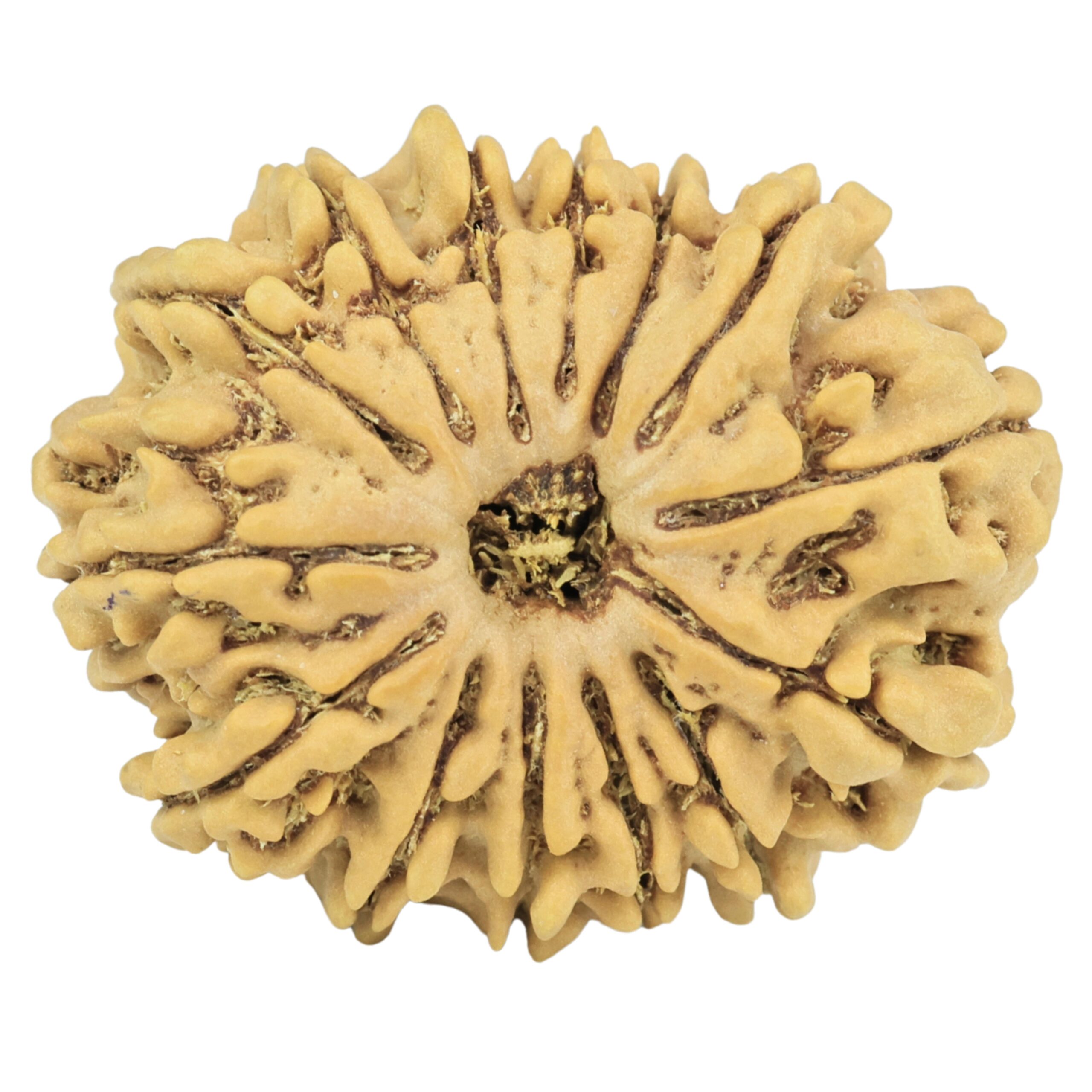 14 Mukhi Rudraksha 27.3mm 4.17gm - Rudraksha
