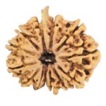 13 Mukhi Ganesh 25.6mm 3.3gm - Rudraksha