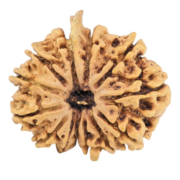 13 Mukhi Ganesh 25.6mm 3.3gm - Rudraksha