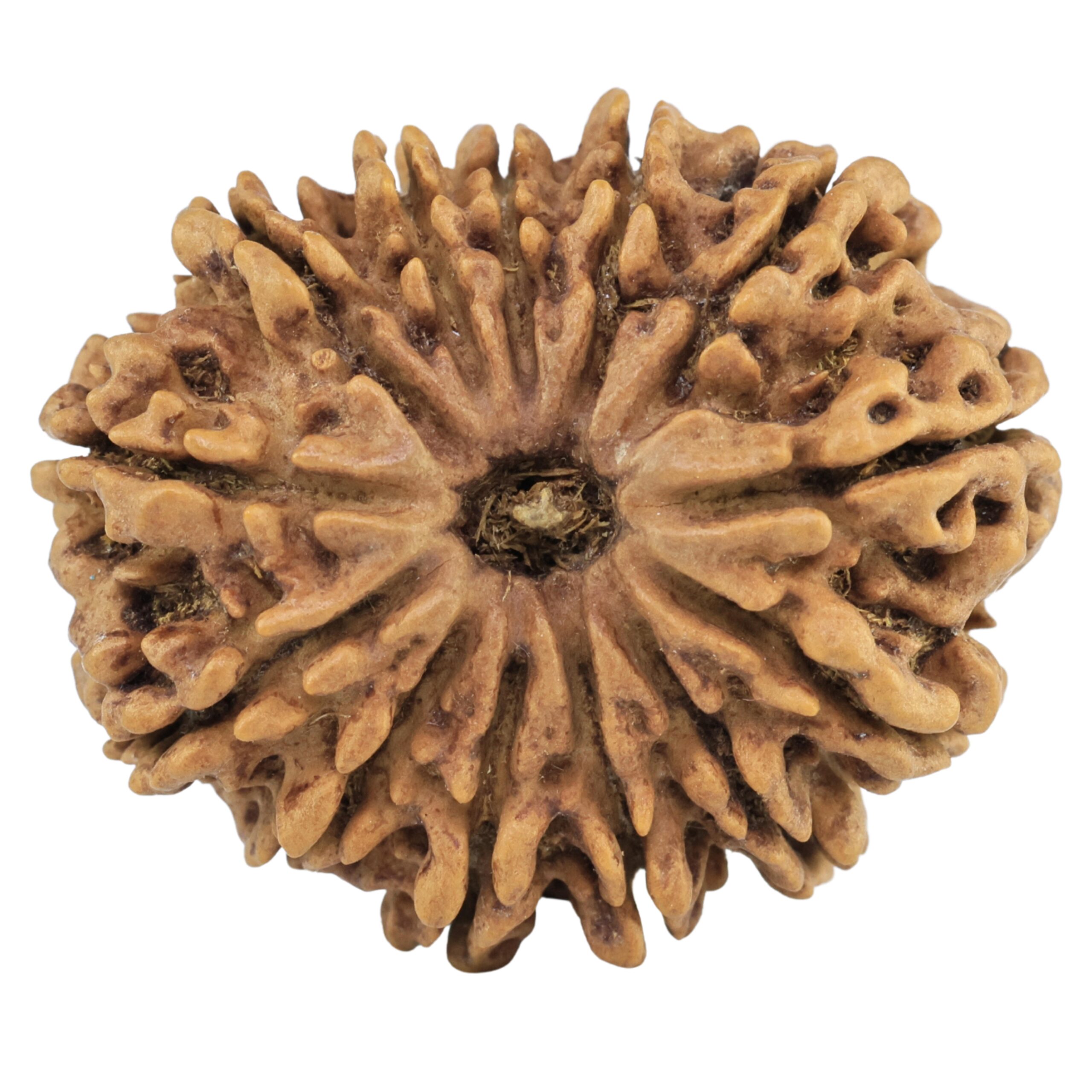 13 Mukhi Rudraksha 30.5mm 6.18gm - Rudraksha