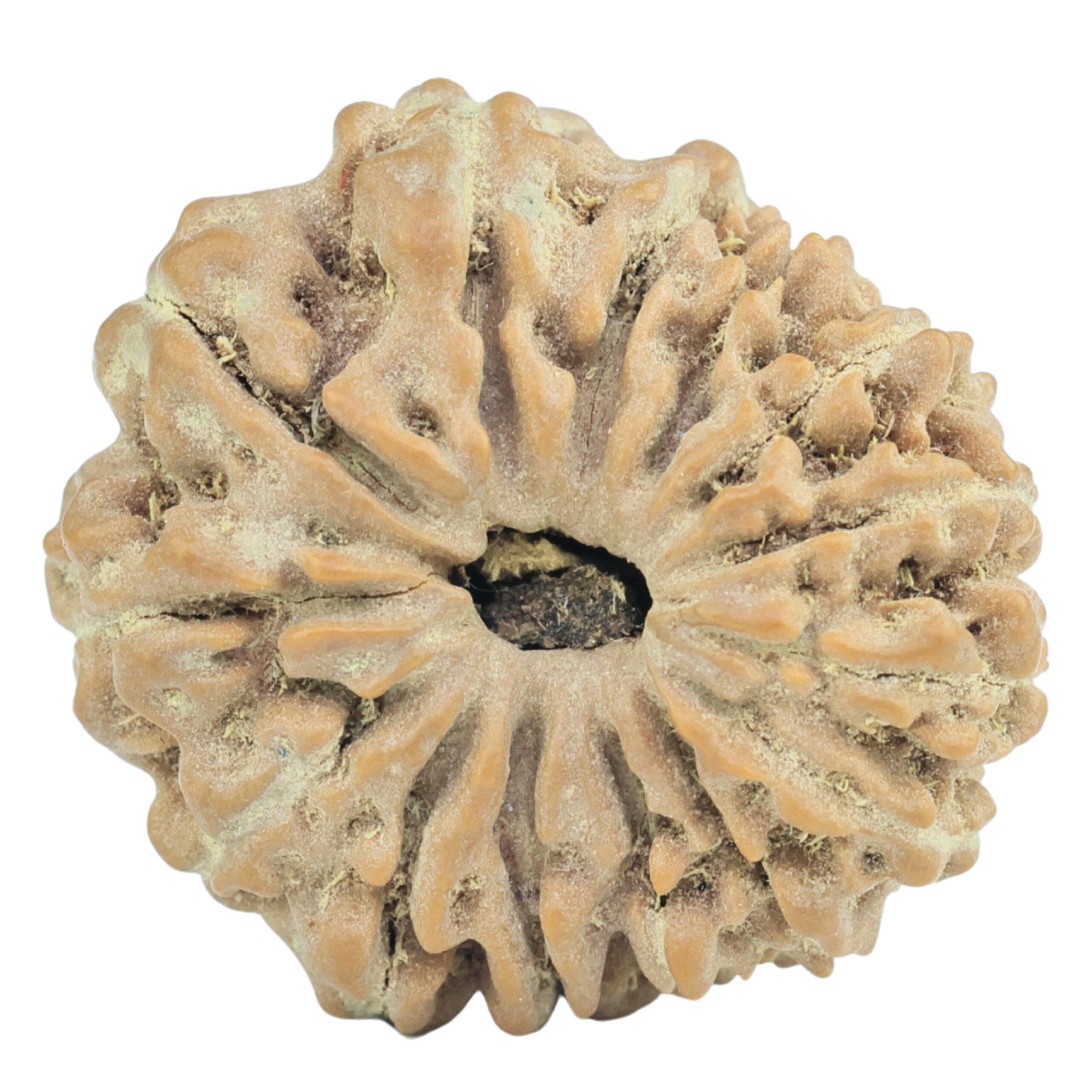 14 Mukhi Rudraksha 21.7mm 2.89gm - Rudraksha