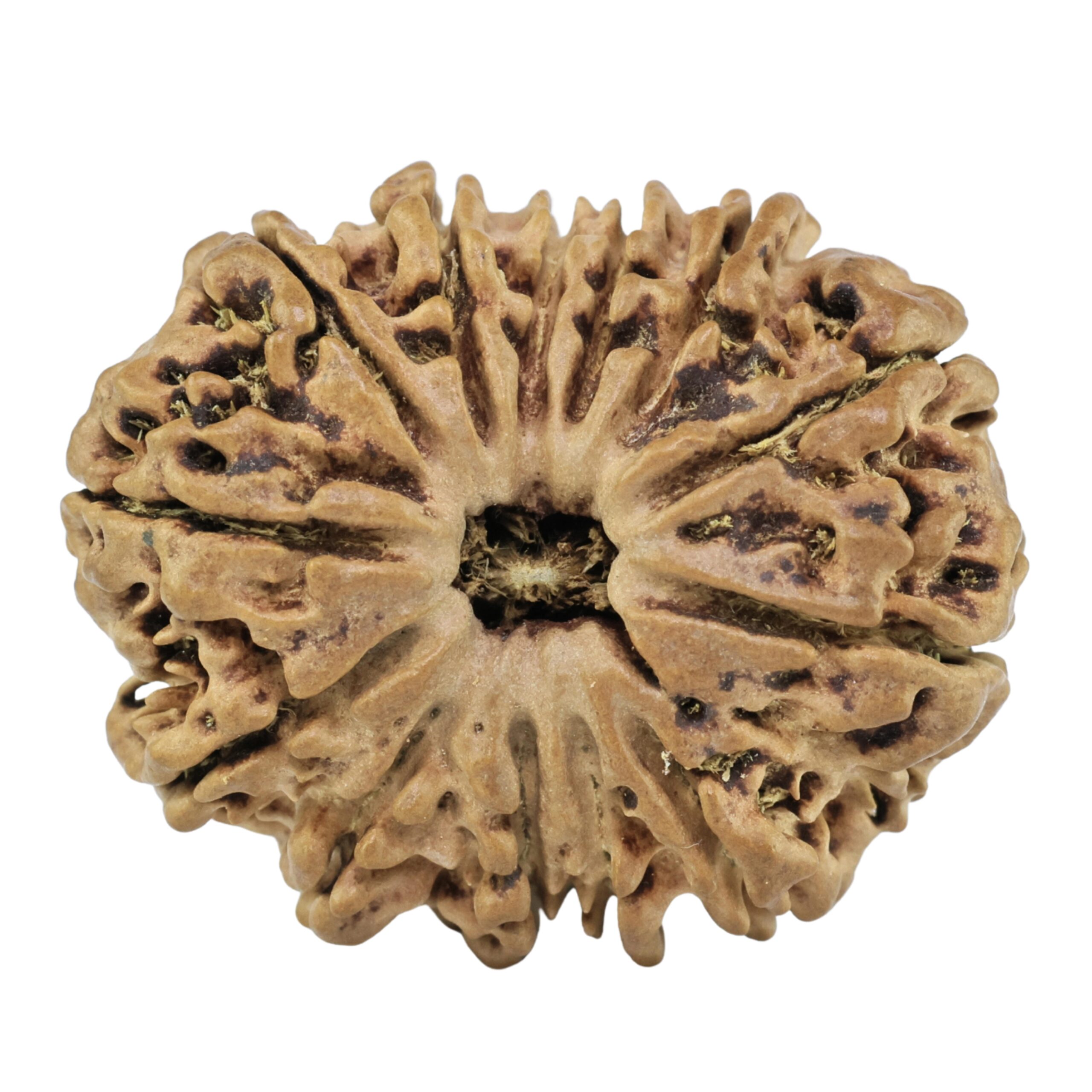 13 Mukhi Rudraksha 28.3mm 3.51gm - Rudraksha