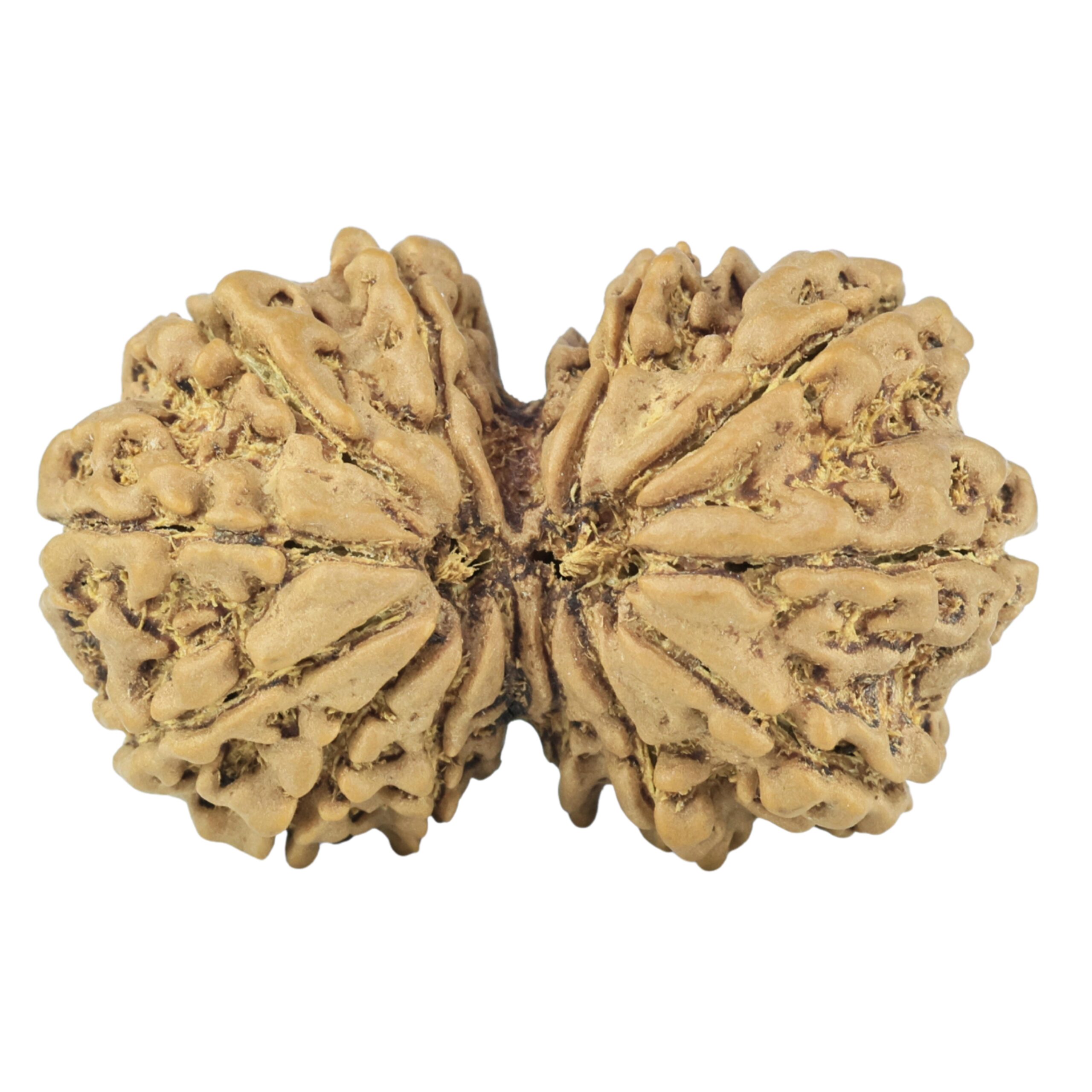 14 Mukhi Gaurishankar 34.5mm 6.19gm - Rudraksha