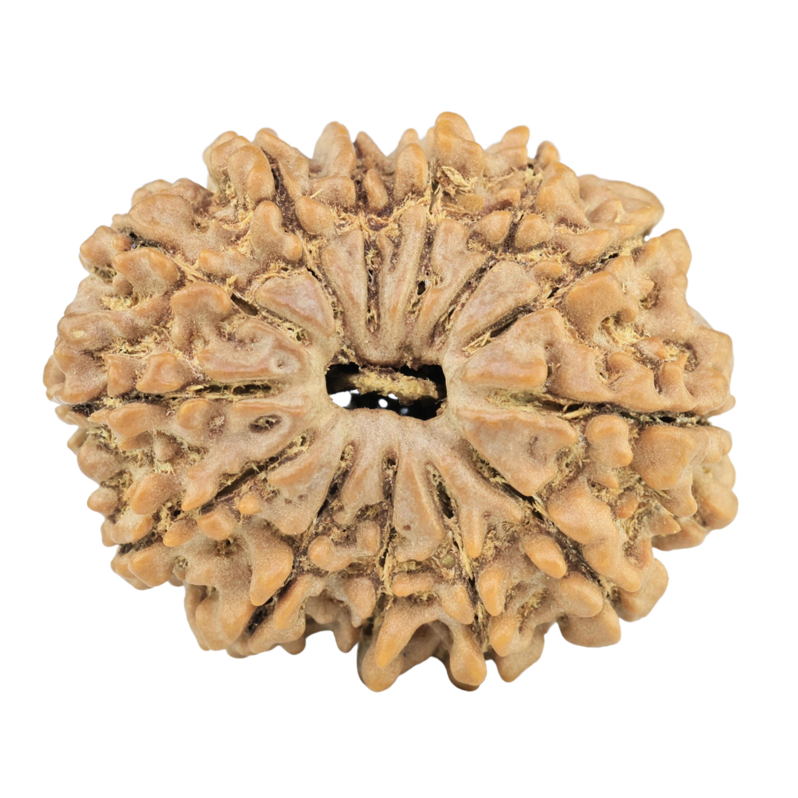 13 Mukhi Rudraksha 29.6mm 5.79gm - Rudraksha
