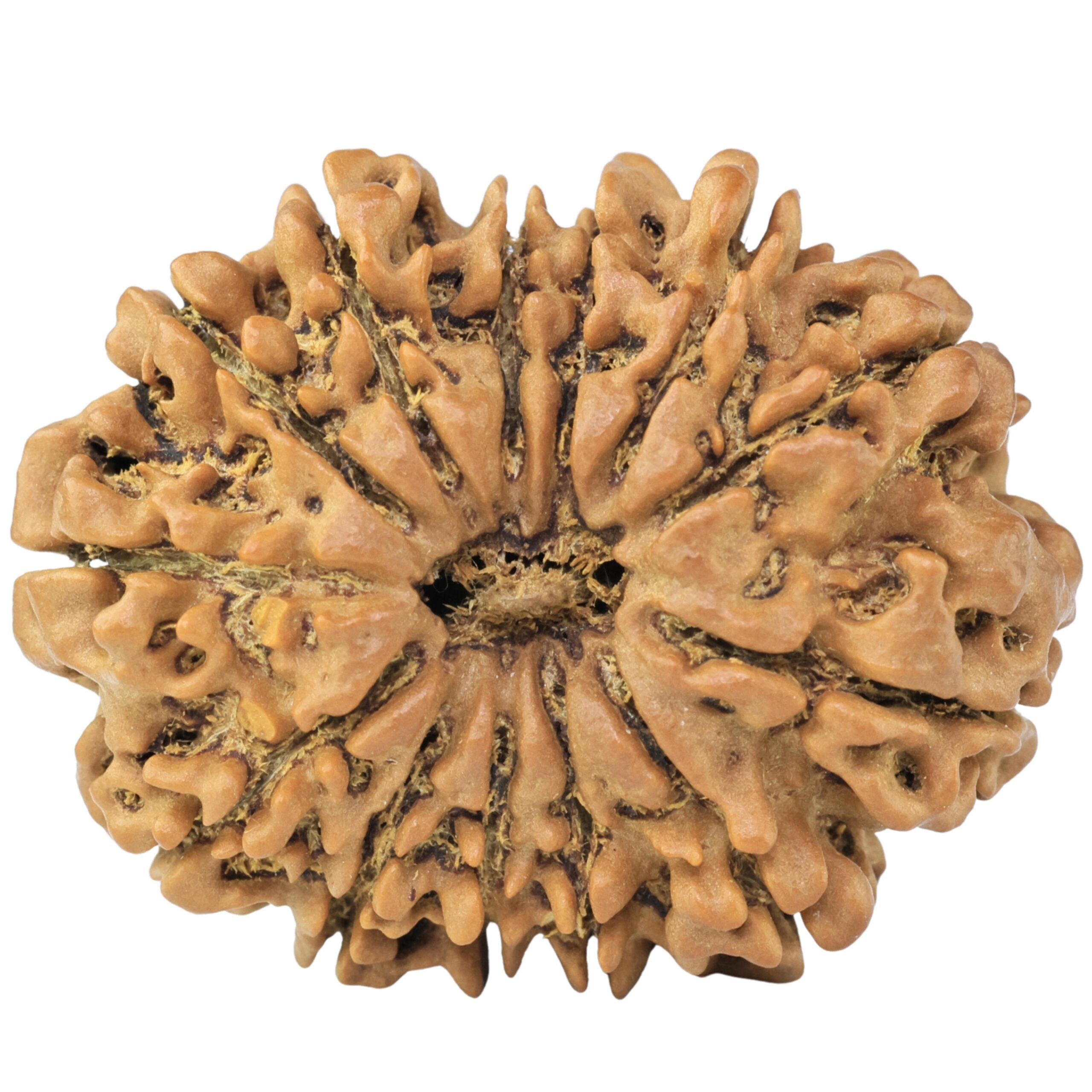 13 Mukhi Rudraksha 31.6mm 6gm - Rudraksha