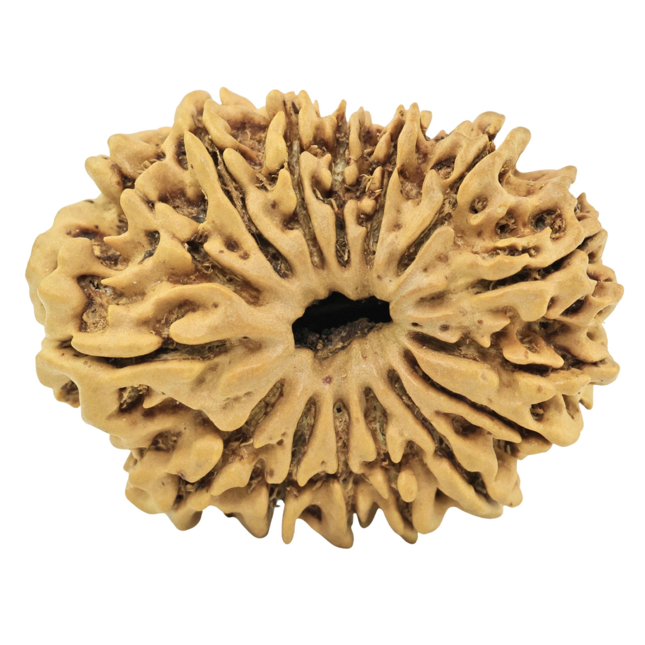 15 Mukhi Rudraksha 26.8mm 3.27gm - Rudraksha