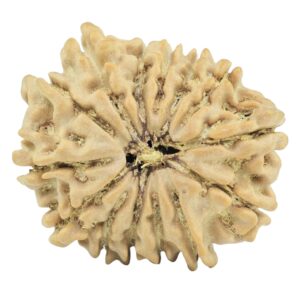14 Mukhi Rudraksha 25mm 3.39gm - Rudraksha