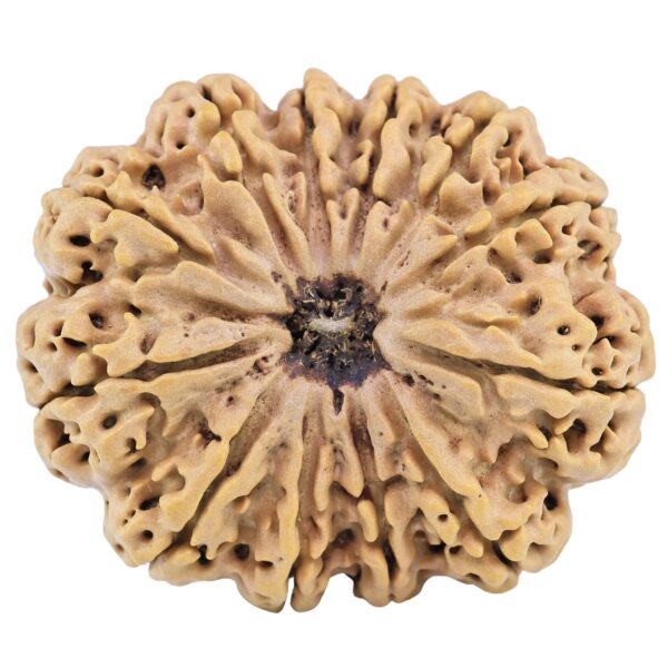 12 Mukhi Rudraksha 35.8mm 8.88gm - Rudraksha