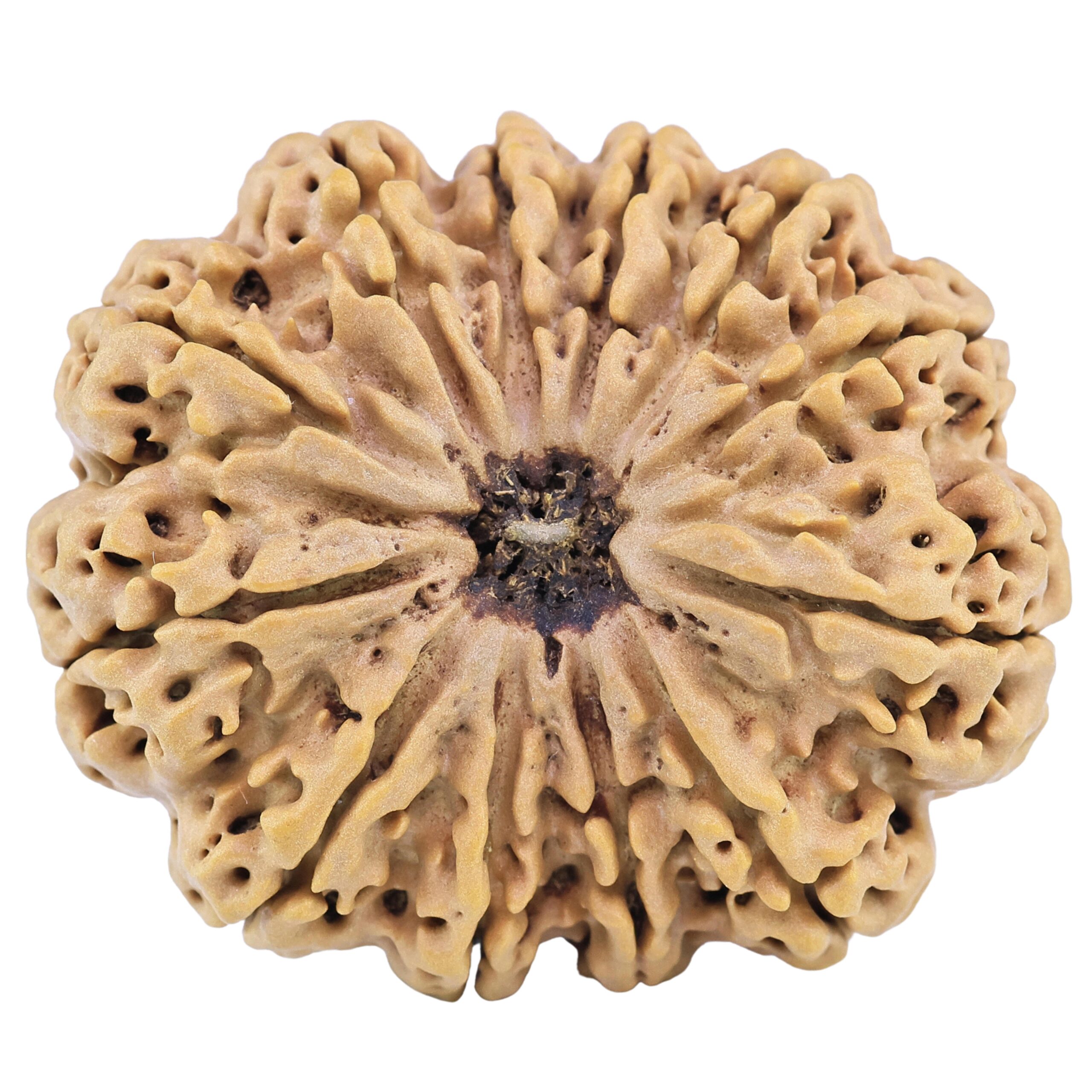 12 Mukhi Rudraksha 35.8mm 8.88gm - Rudraksha