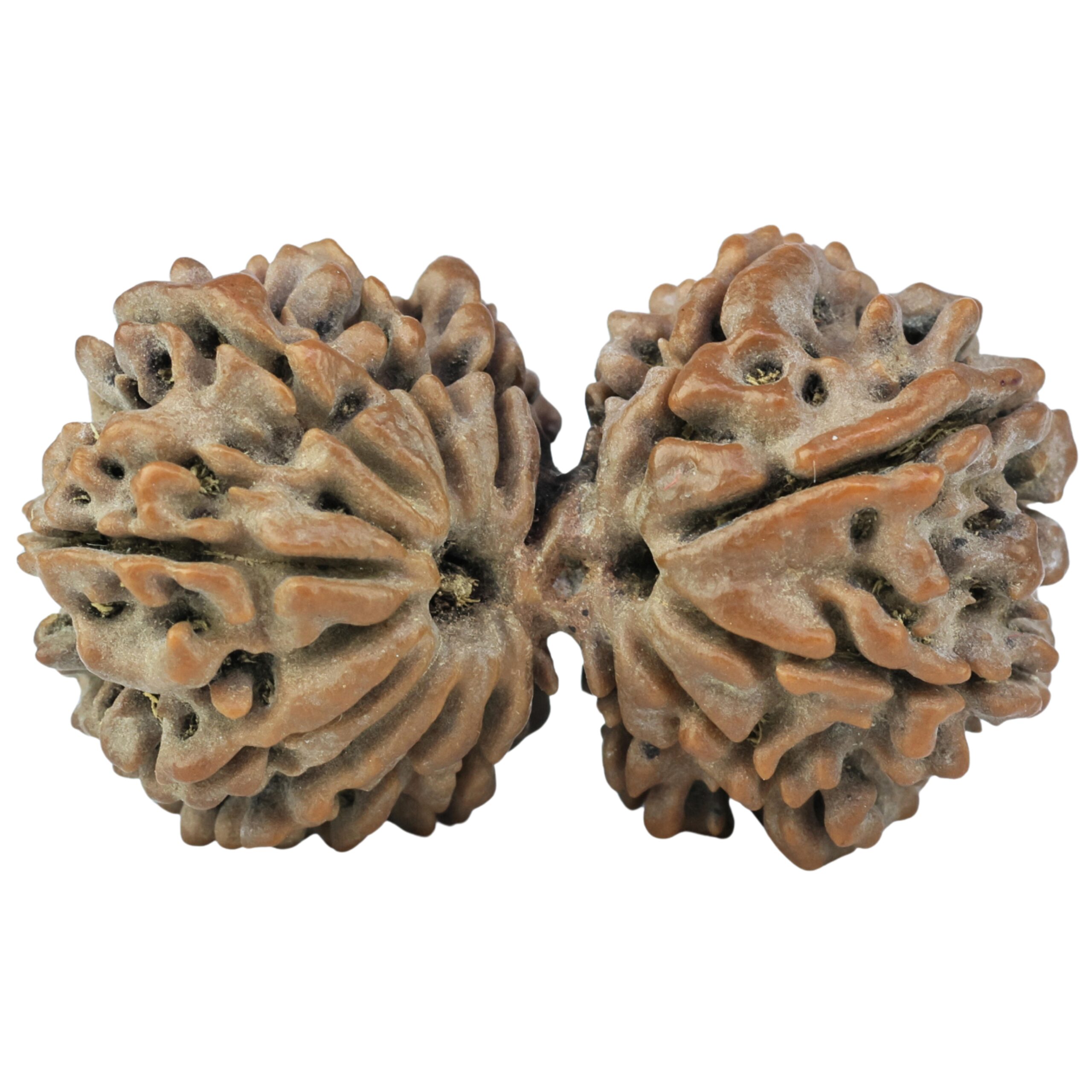 14 Mukhi Gaurishankar 33.5mm 5.53gm - Rudraksha