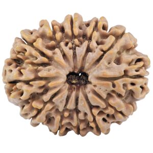12 Mukhi Rudraksha 31.1mm 6.27gm - Rudraksha