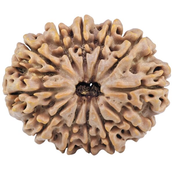 12 Mukhi Rudraksha 31.1mm 6.27gm - Rudraksha