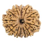 12 Mukhi Rudraksha 35.2mm 9.14gm - Rudraksha