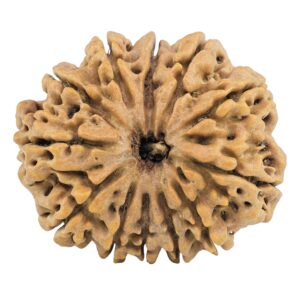 12 Mukhi Rudraksha 35.2mm 9.14gm - Rudraksha