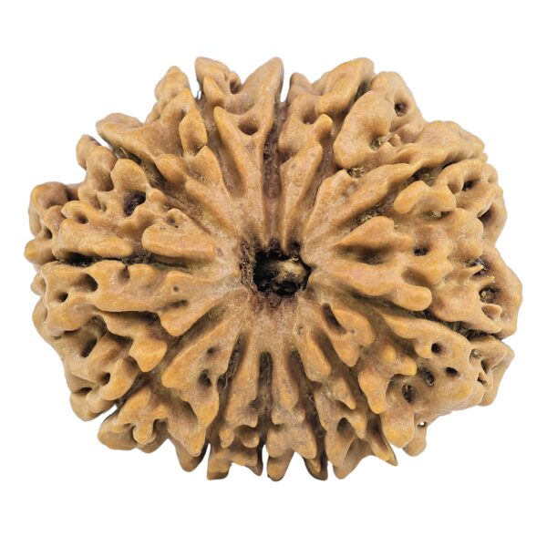 12 Mukhi Rudraksha 35.2mm 9.14gm - Rudraksha