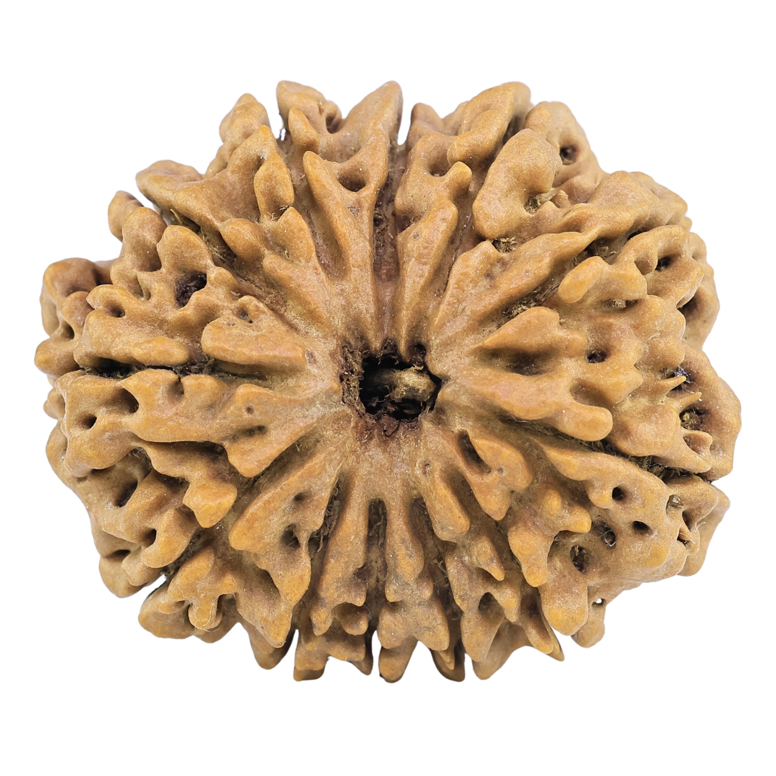 12 Mukhi Rudraksha 35.2mm 9.14gm - Rudraksha