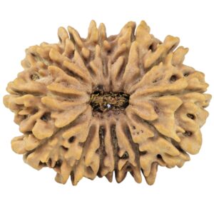 13 Mukhi Rudraksha 32.5mm 7.08gm - Rudraksha