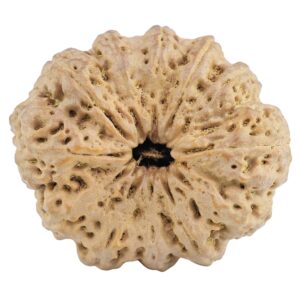 12 Mukhi Rudraksha 34.8mm 9.68gm - Rudraksha