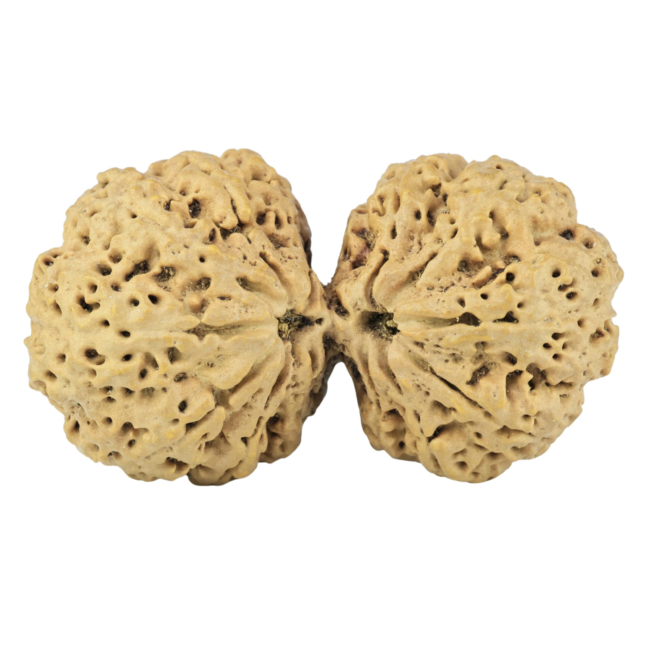 14 Mukhi Gaurishankar 42.9mm 8.84gm - Rudraksha