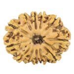12 Mukhi Rudraksha 28.9mm 4.55gm - Rudraksha
