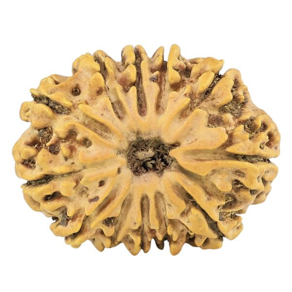 12 Mukhi Rudraksha 28.9mm 4.55gm - Rudraksha