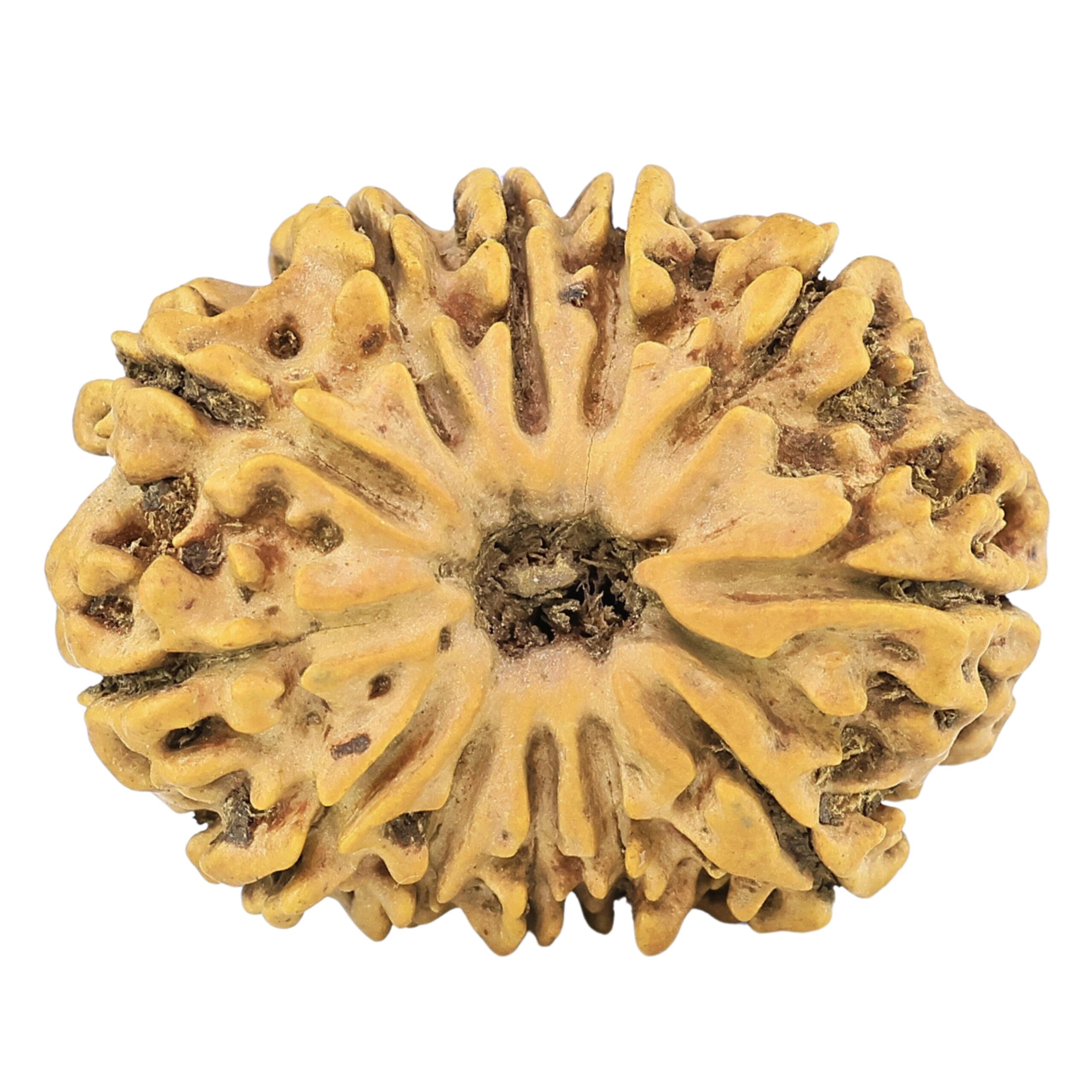 12 Mukhi Rudraksha 28.9mm 4.55gm - Rudraksha