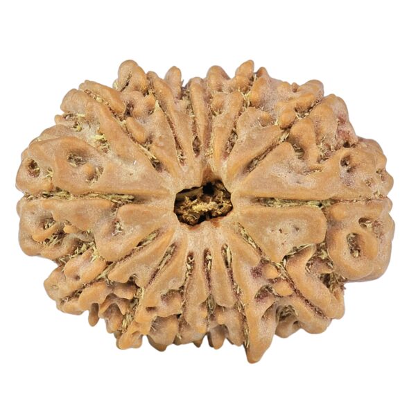 14 Mukhi Rudraksha 27.4mm 4.89gm - Rudraksha