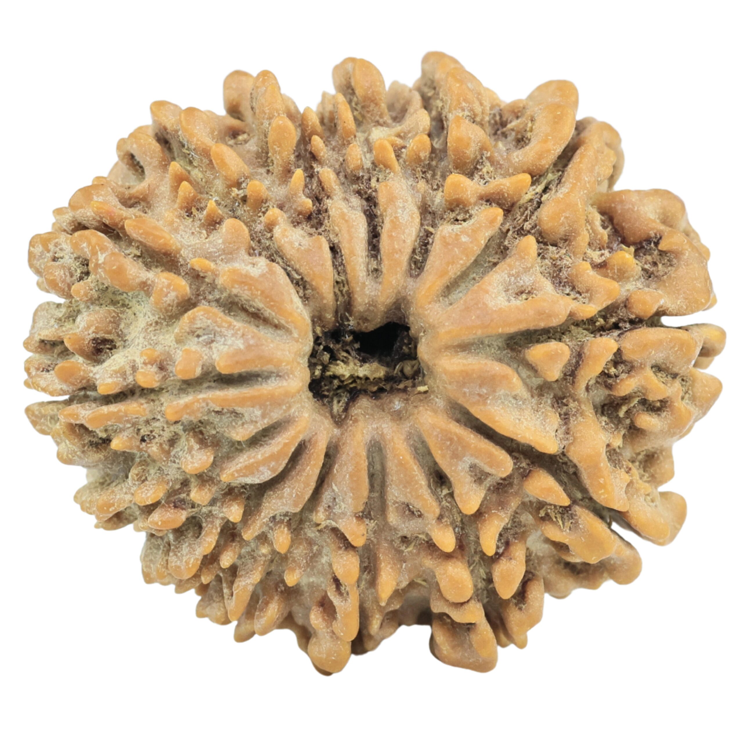 14 Mukhi Rudraksha 26.9mm 4.74gm - Rudraksha