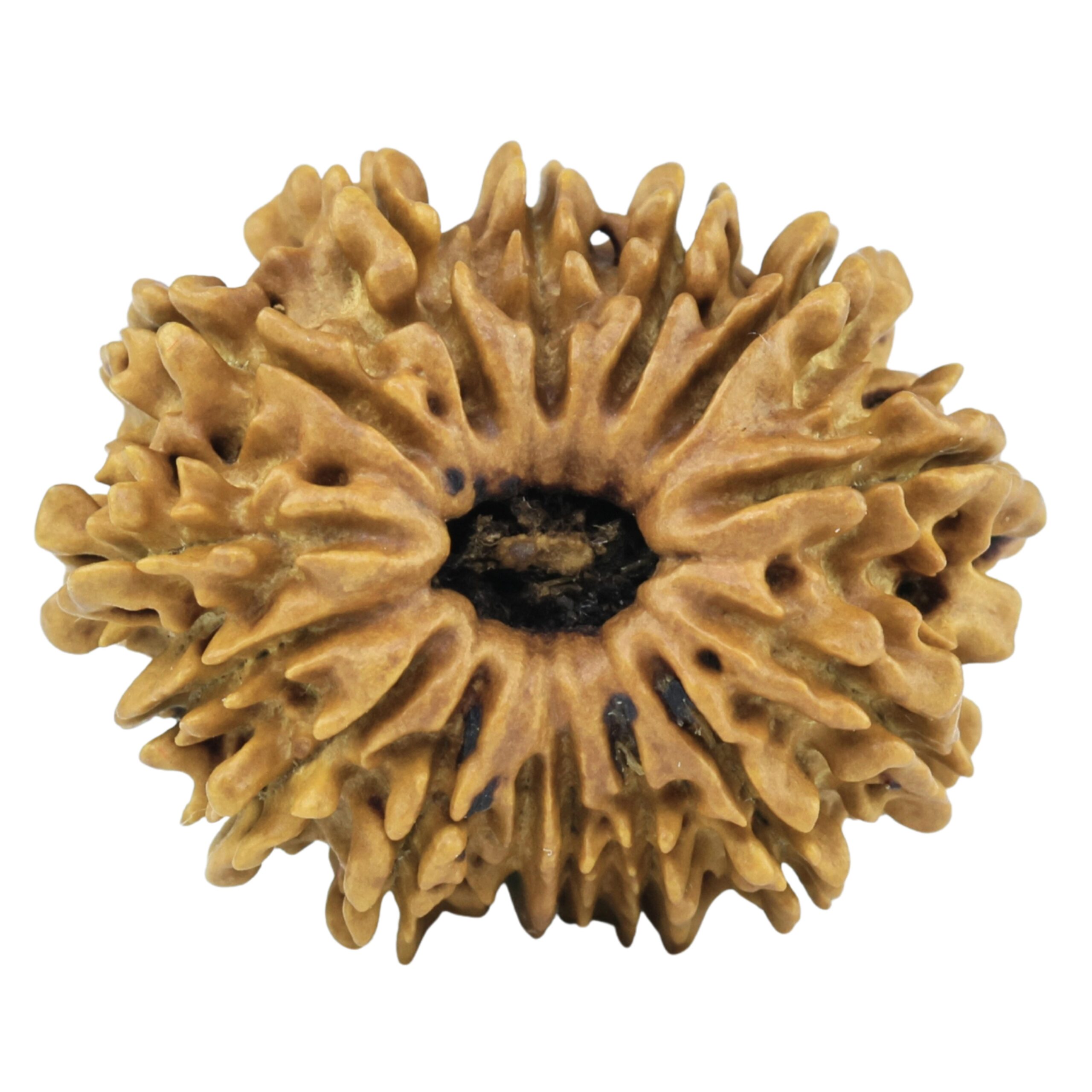 14 Mukhi Rudraksha 23.9mm 1.52gm - Rudraksha