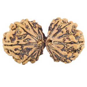 13 Mukhi Gaurishankar 35.7mm 5.64gm - Rudraksha