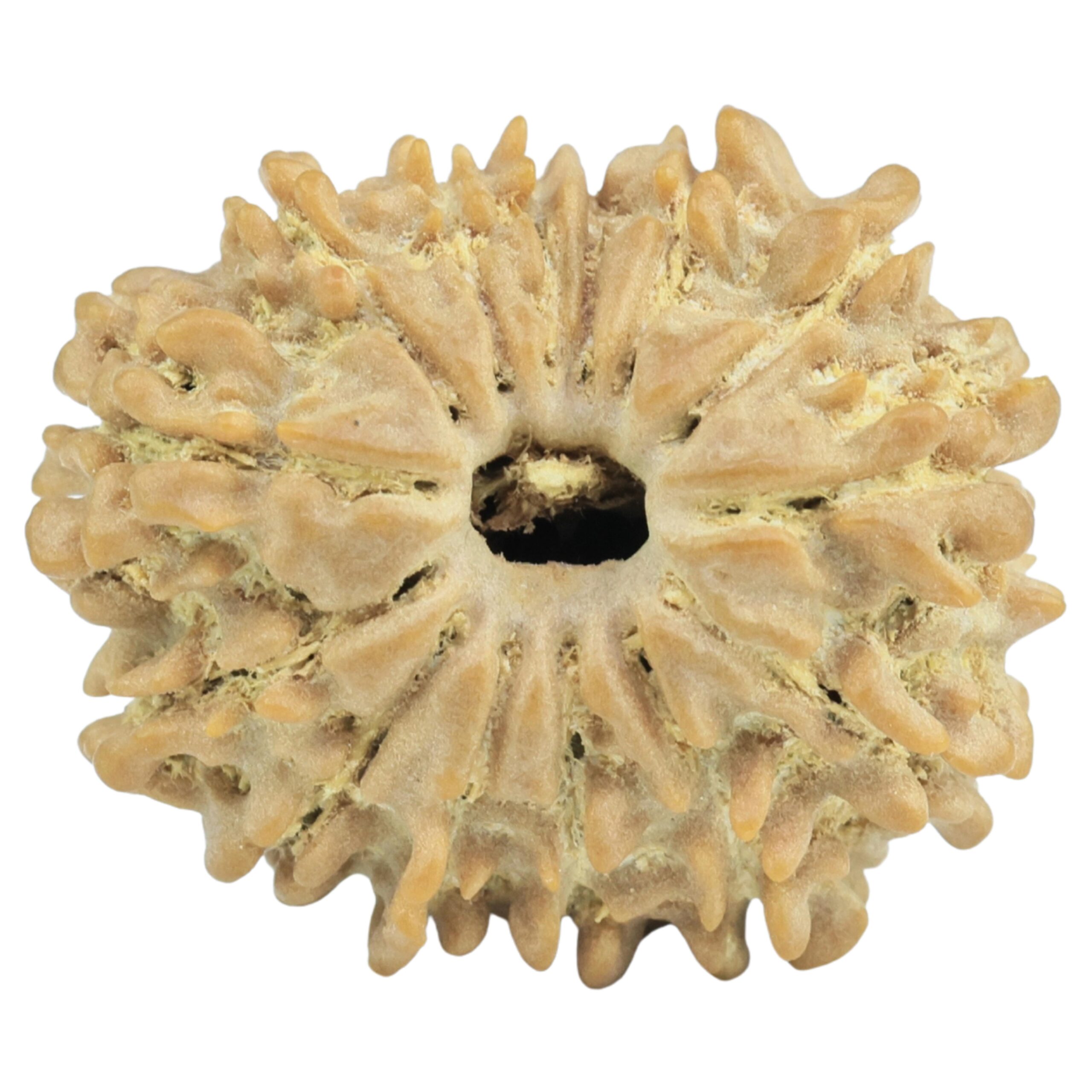 14 Mukhi Rudraksha 22.4mm 2.77gm - Rudraksha