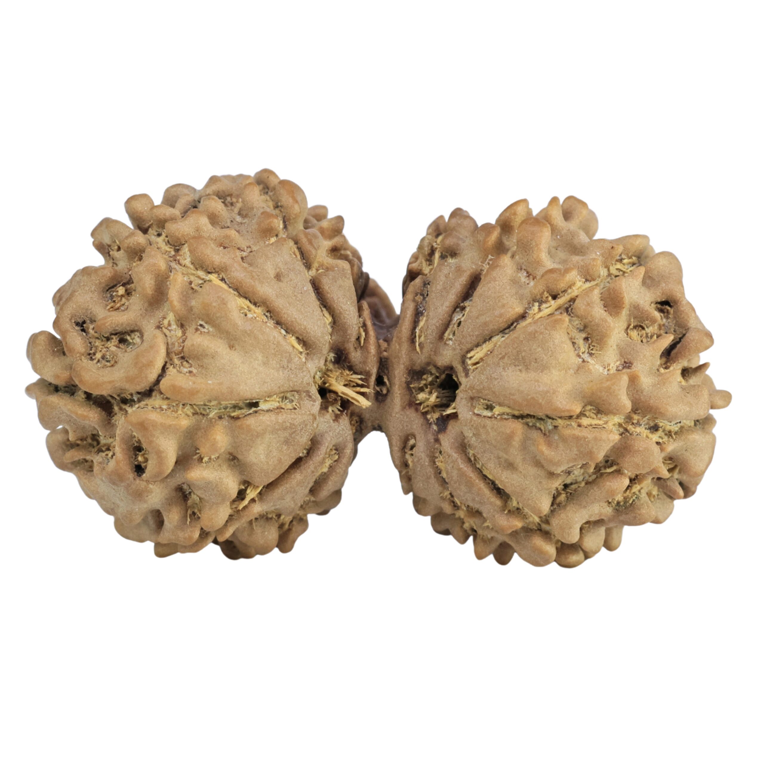 14 Mukhi Gaurishankar 35.5mm 4.64gm - Rudraksha