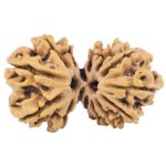 13 Mukhi Gaurishankar 32.5mm 4.51gm - Rudraksha