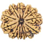 12 Mukhi Rudraksha 30.7mm 7gm - Rudraksha