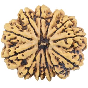 12 Mukhi Rudraksha 30.7mm 7gm - Rudraksha