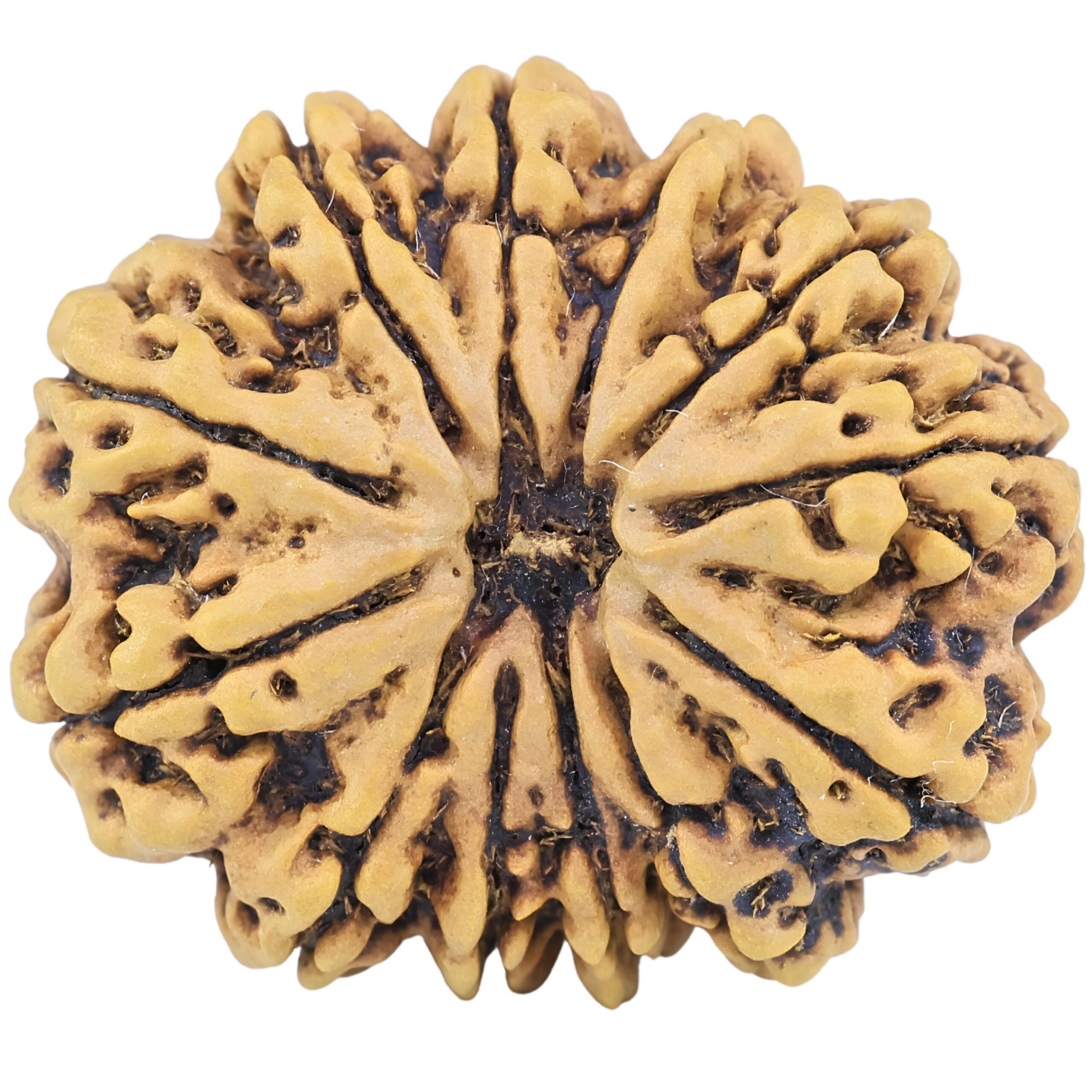 12 Mukhi Rudraksha 30.7mm 7gm - Rudraksha
