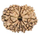 12 Mukhi Rudraksha 26.1mm 3.84gm - Origin: Nepal - Rudraksha