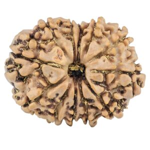 12 Mukhi Rudraksha 26.1mm 3.84gm - Origin: Nepal - Rudraksha