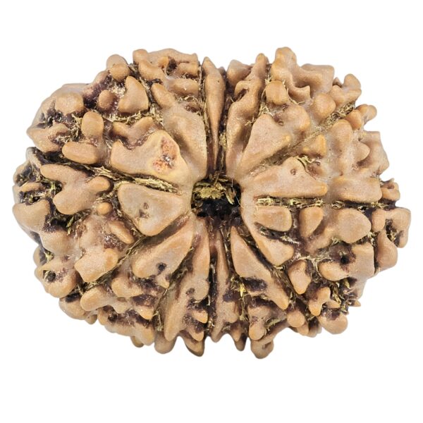 12 Mukhi Rudraksha 26.1mm 3.84gm - Origin: Nepal - Rudraksha