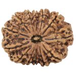 13 Mukhi Rudraksha 30.1mm 5.64gm - Rudraksha