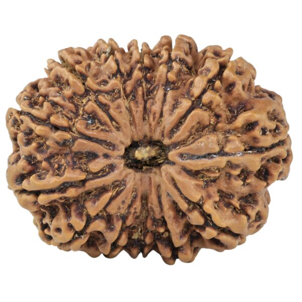 13 Mukhi Rudraksha 30.1mm 5.64gm - Rudraksha